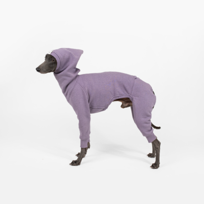 Italian Greyhound posing by side in muddy purple shark hoodie
