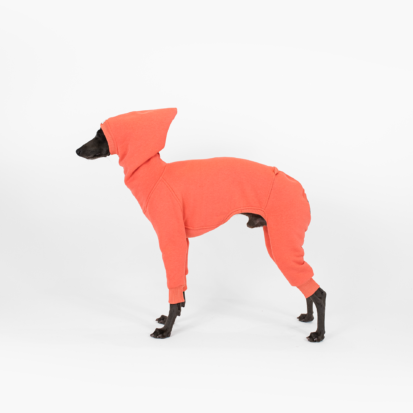 Italian Greyhound Dumas posing by side in his deep coral shark jumpsuit with a hood on