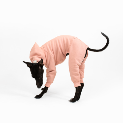 Italian greyhound playing in white studio in his comfortable full body covered outfit