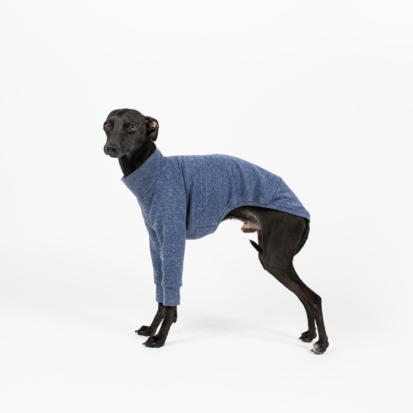 Italian greyhound posing nicely in melange blue jumper