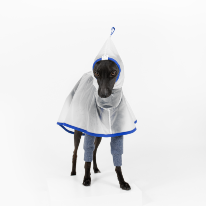 italian greyhound in jumper and see through raincoat