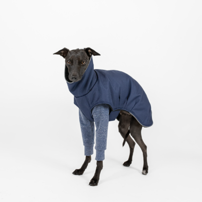 Italian greyhound dressed in blue jumper and winter coat