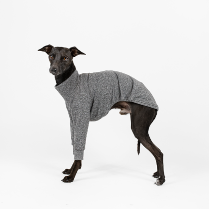 Italian Greyhound posing in grey jumper