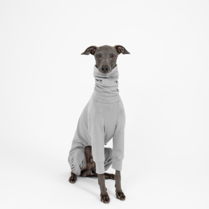 Italian Greyhound / XL