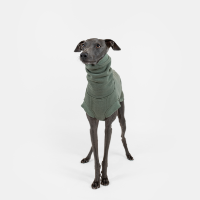 proud italian greyhound wearing army green cozy waistcoat