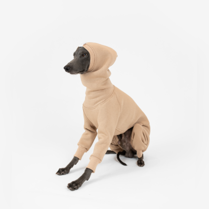 Italian greyhound posing in peanut cream hoodie in studio.