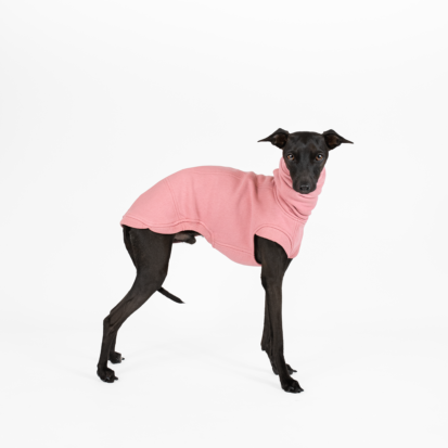 stacked italian greyhound in flamingo pink cozy waistcoat