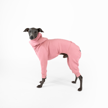 Italain Greyhound posig in white studio with pink jumpsuit on