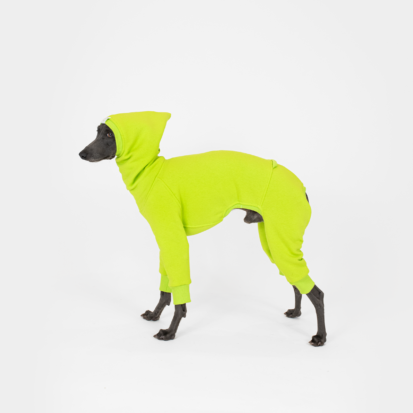 Italian greyhound posing in citrus lime hoodie in studio.