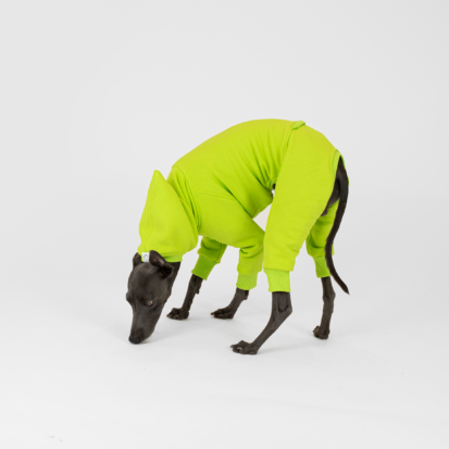 Italian greyhound sniffing in studio dressed in bright citrus lime outfit.