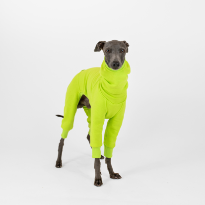 Grey Italian greyhound standing and posing in warm citrus lime Shark Jumpsuit.