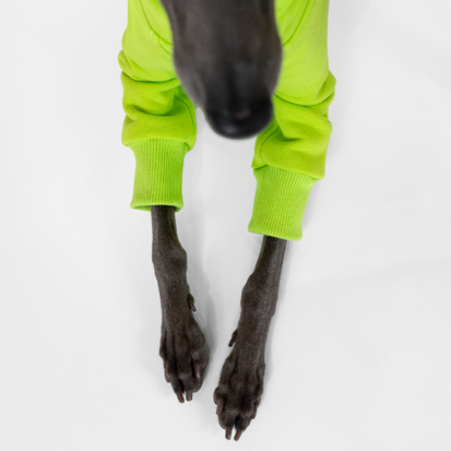 Italian Greyhound showing his legs in citrus lime sleeves.