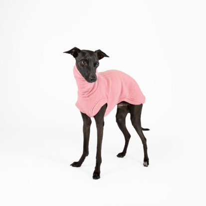 Black Italian greyhound posing in barbie pink outfit