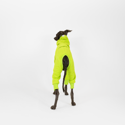 Turn away Italian Greyhound wearing lime color jumpsuit.