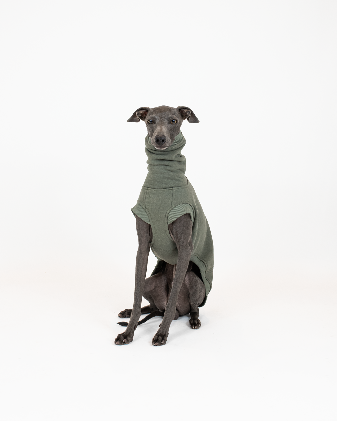 DumasGoods-whippet-clothing-cozy-waistcoat-army slim dog posing in green waistcoat of dumasgoods