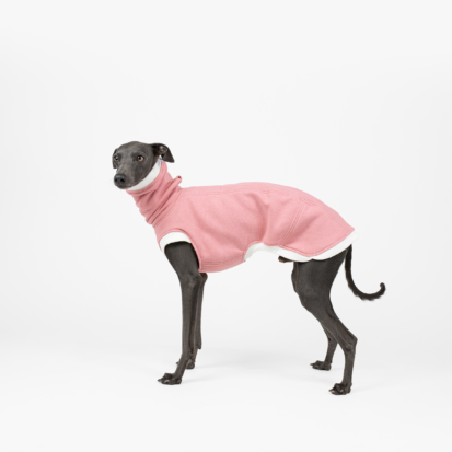 Italian Greyhound standing side dressed with Flamingo Pink cozy waistcoat.