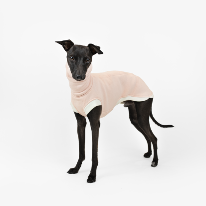 Black Italian greyhound dressed in cotton candy Cozy Waistcoat with white edges.