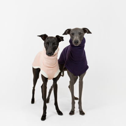 Two Italian greyhounds dressed up in pink and purple outfits named Cozy Waistcoats.