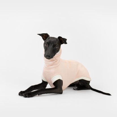 Italian Greyhound dressed in Cozy Waistcoat lying while posing.