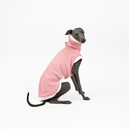 Italian Greyhound posing dressed in flamingo pink waistcoat.