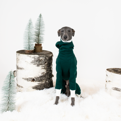 Italian greyhound posing in green festive jumpsuit