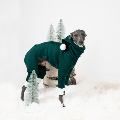 Italian Greyhound posing in green santa jumpsuit hoody