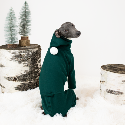 Italian Greyhound posing in green santa jumpsuit