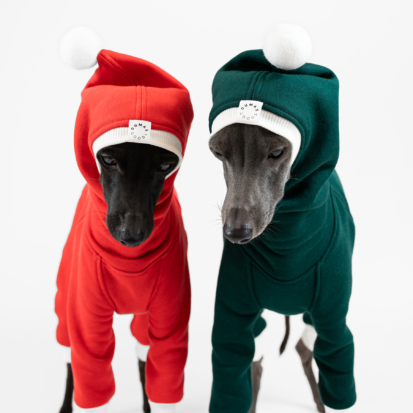 Italian greyhounds posing in red and green Christmas hoods