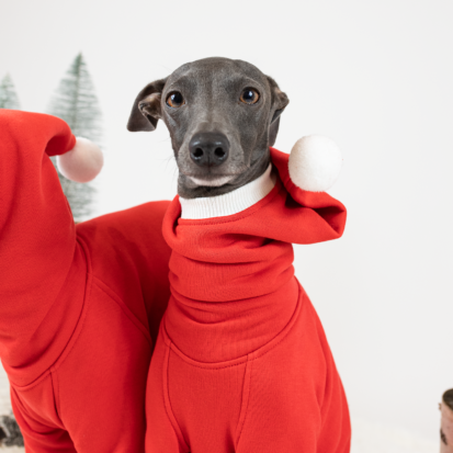 festive dog outfit portrait