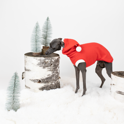 Italian Greyhound wearing red santas helper waistcoat