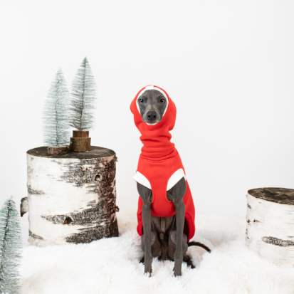 italian greyhound wearing christmas waistcoat in red