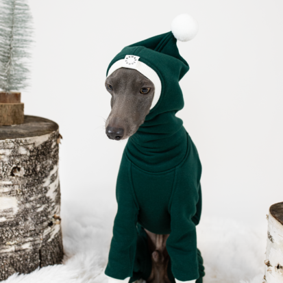 italian greyhound with green christmas hoody