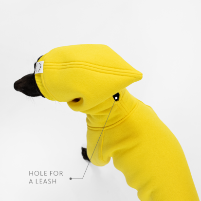 Demonstration of a hole for a leash on Italian greyhound clothing.