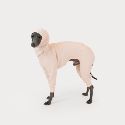 Italian Greyhound dressed in tender pink hoodie.