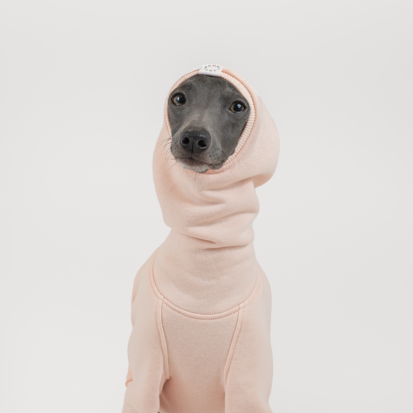 a closeup of Italian Greyhound wearing a pink hoodie.