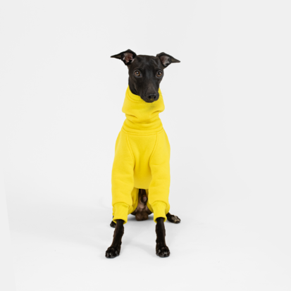 Black Italian Greyhound sitting and posing in warm Sunshine Shark Jumpsuit.