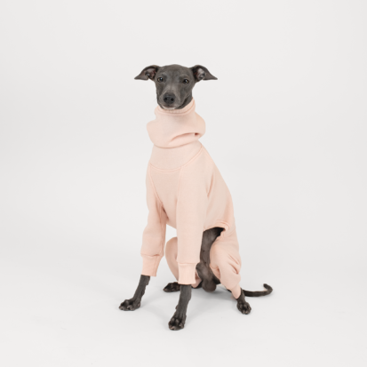 Italian Greyhound sitting and posing in cotton candy color jumpsuit.