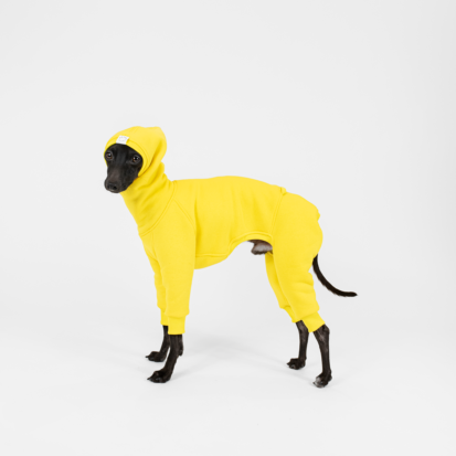 Italian Greyhound dressed in sunshine hoodie with a hood on.