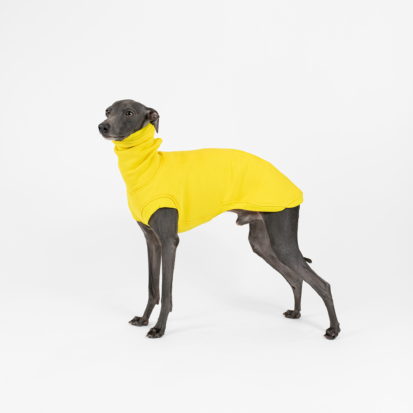 Italian Greyhound, named Dumas, wearing Cozy Waistcoat in color of sunshine, posing in white studio.