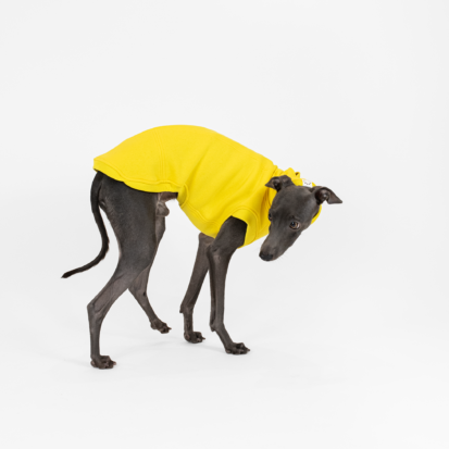 Italian Greyhound in movement wearing yellow cozy waistcoat.