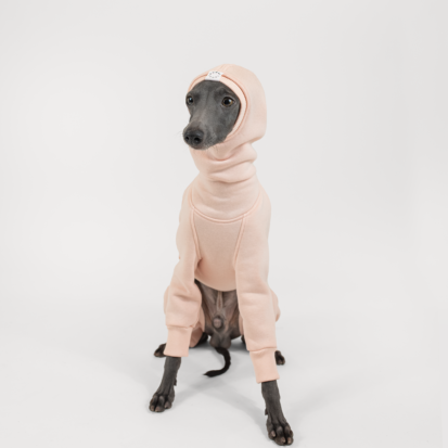 Italian Greyhound posing in pink hoodie in white studio.