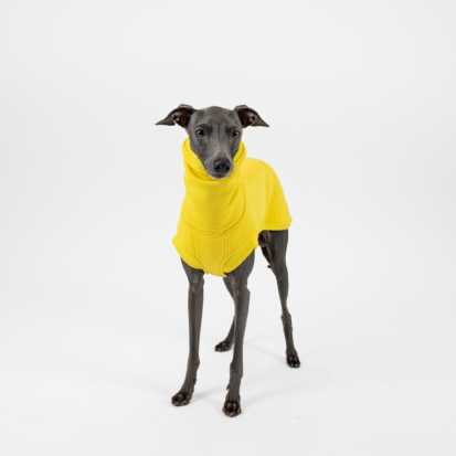 Italian Greyhound posing dressed in bright yellow cozy waistcoat.