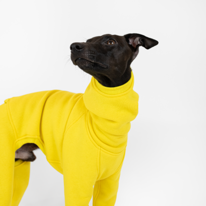 Italian Greyhound head closeup in yellow outfit.