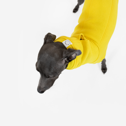 The dog clothing with a functional hole and a logo of DumasGoods.