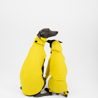 Two Italian Greyhounds sitting, dressed in yellow clothing.