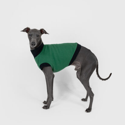 Italian Greyhound / L