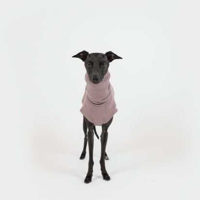 italian greyhound posing in twilight mauve cozy waistcoat