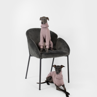 Two Italian Greyhounds posing for a journal photoshoot dressed in clothing.