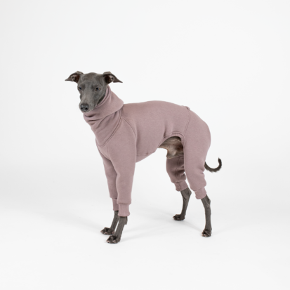 An Italian Greyhound dressed in Shark Jumpsuit.