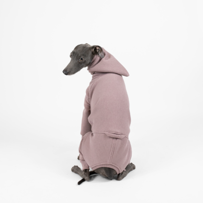 Cute angle of posing italian greyhound in his mauve jumpsuit